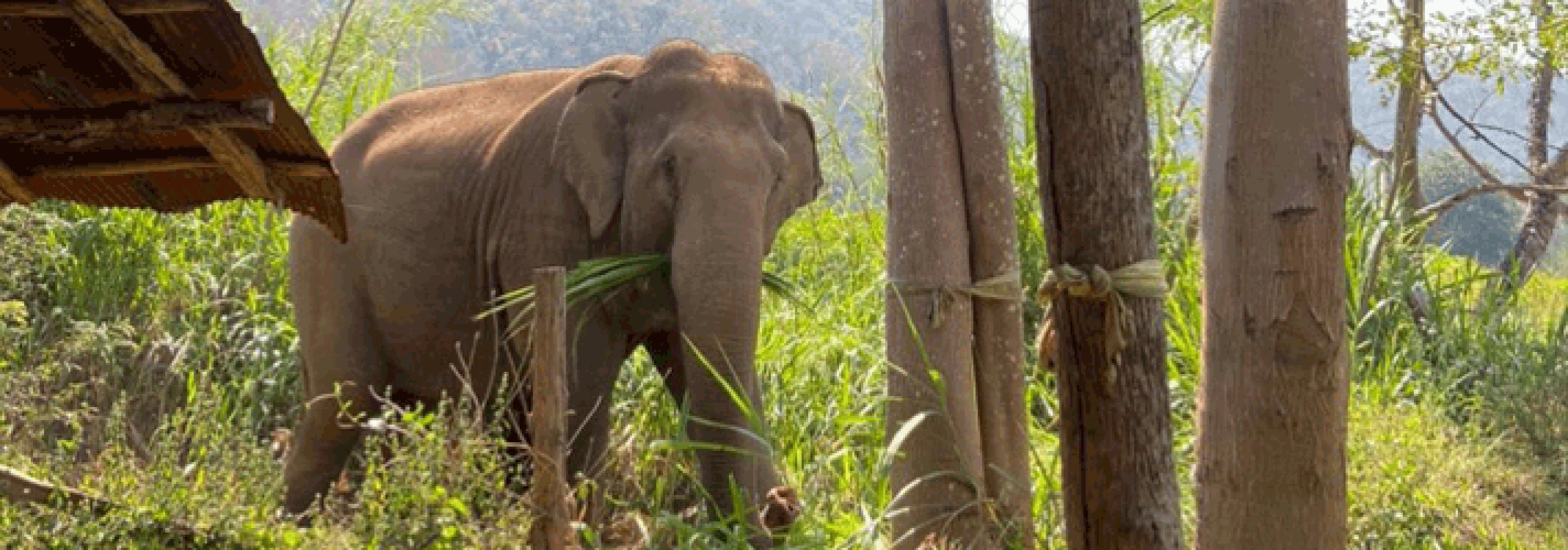Elephant walking through jungle in a rescue sanctuary.